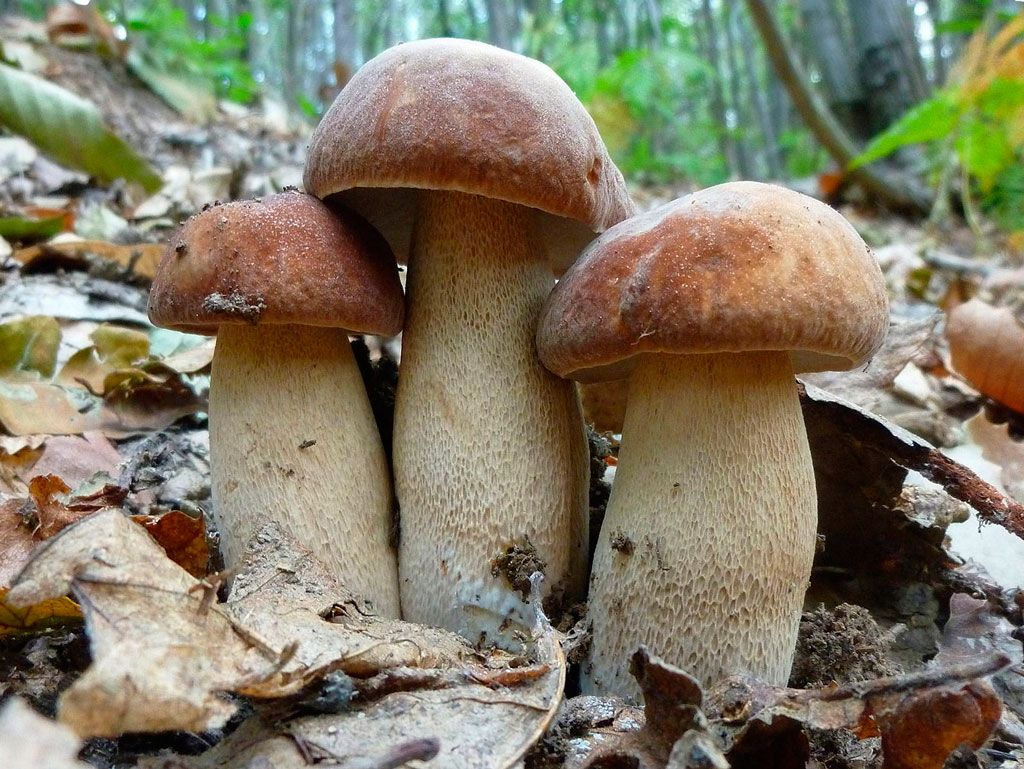 boletus