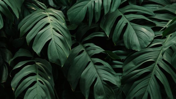 Cómo cuidar las plantas de forma correcta
