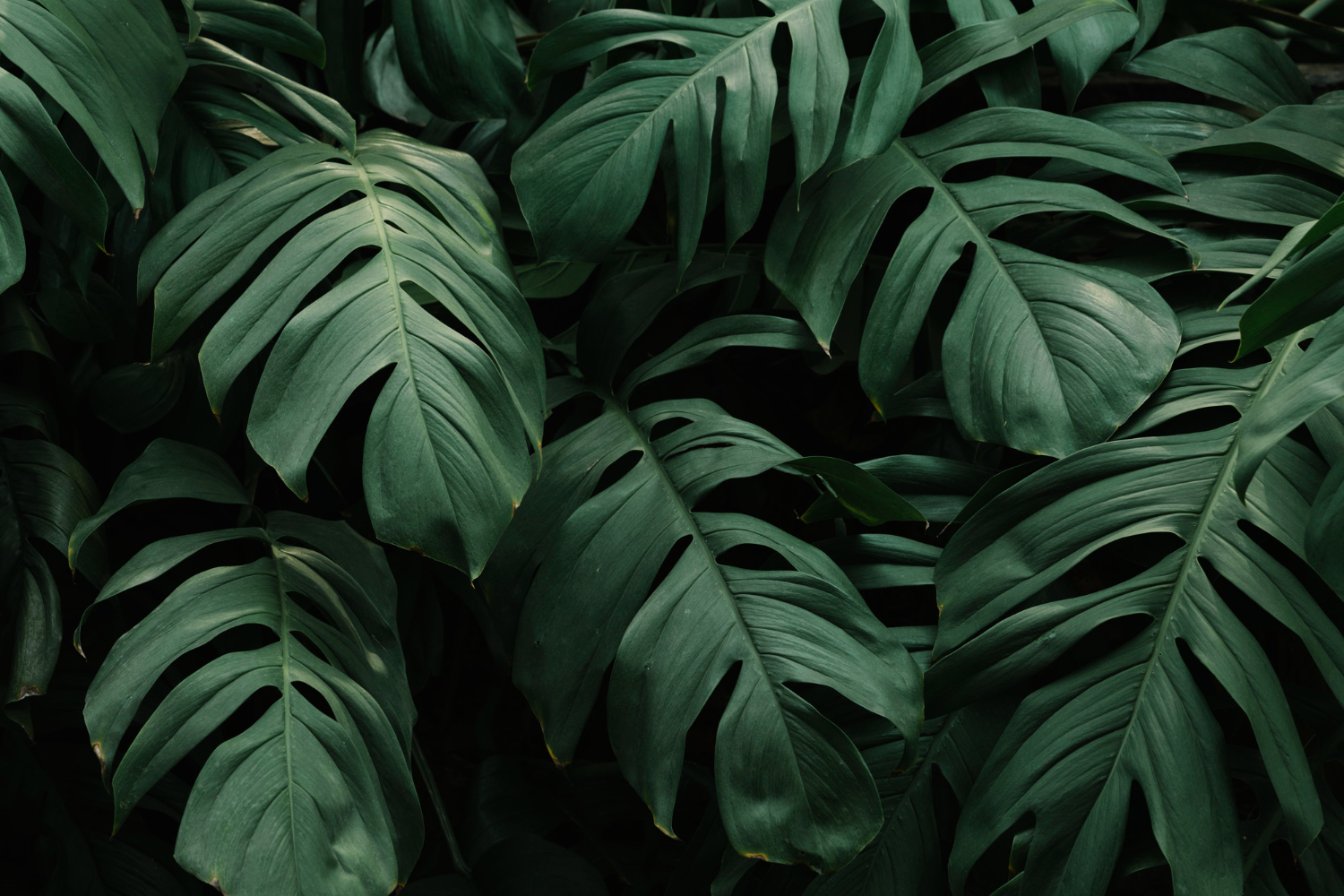 Cómo cuidar las plantas de forma correcta