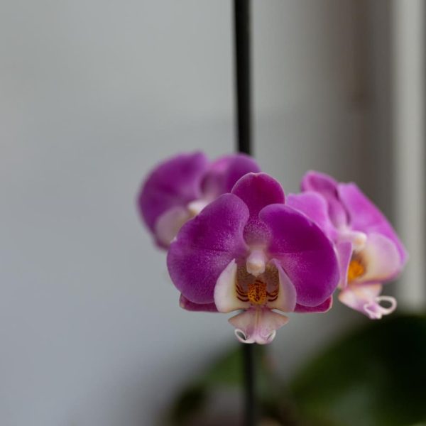 plantas perfectas para el hogar