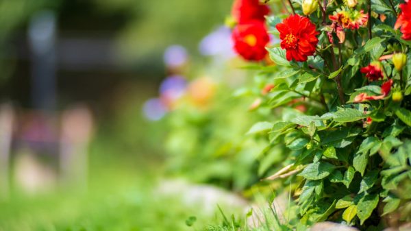 Preparar nuestro jardín para el verano