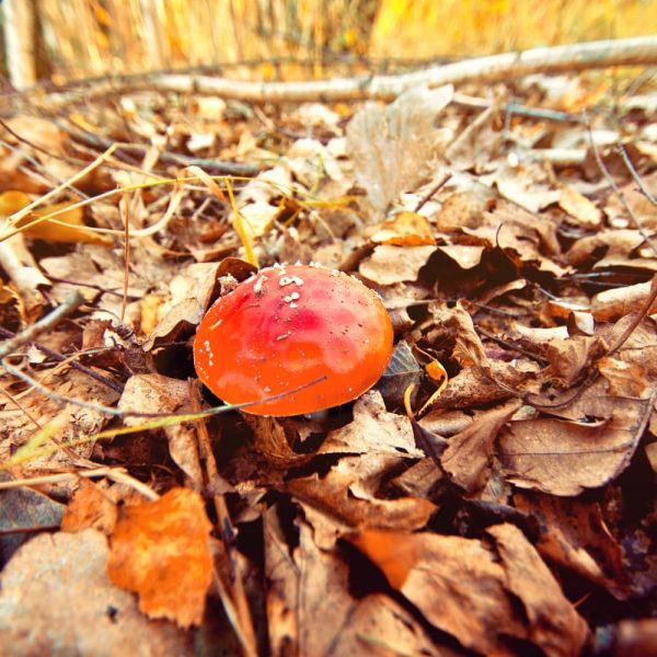 Setas venenosas y comestibles