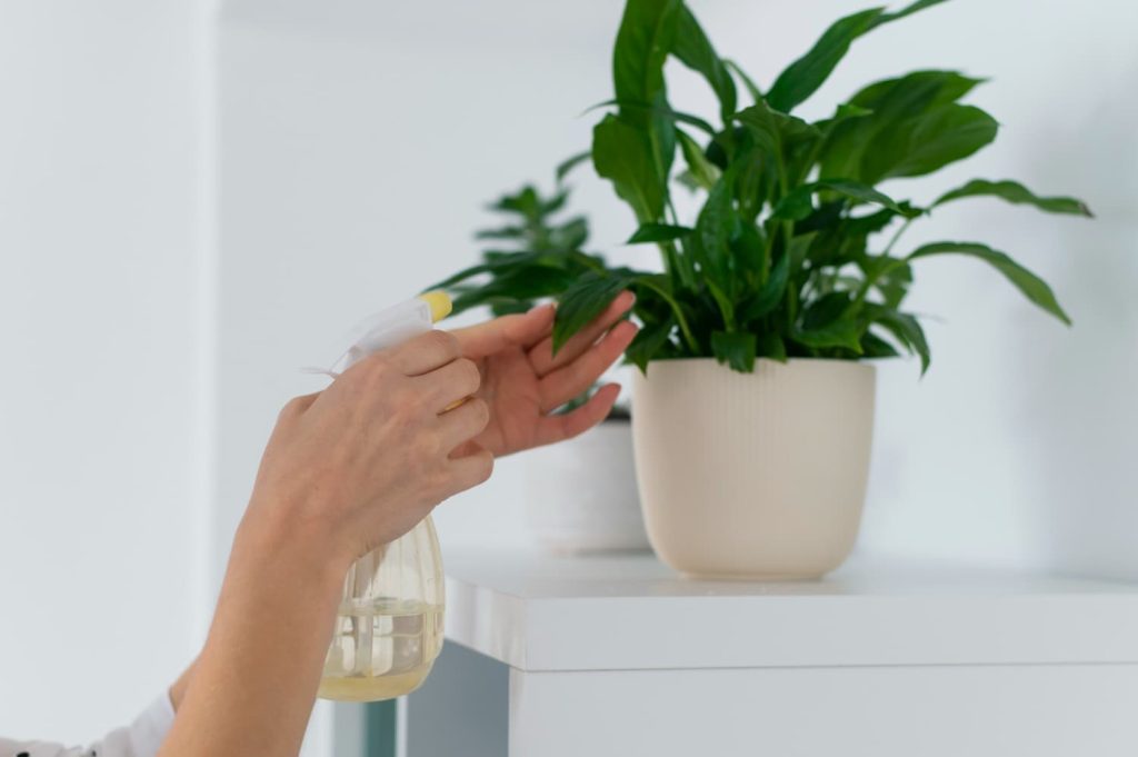 Plantas fáciles de cuidar