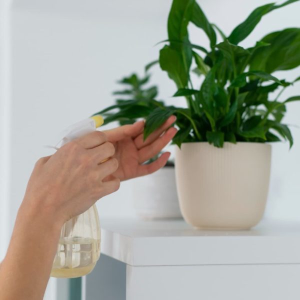 Plantas fáciles de cuidar