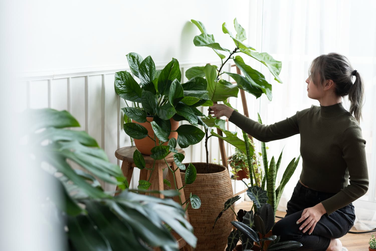 errores comunes al cuidar plantas de interior