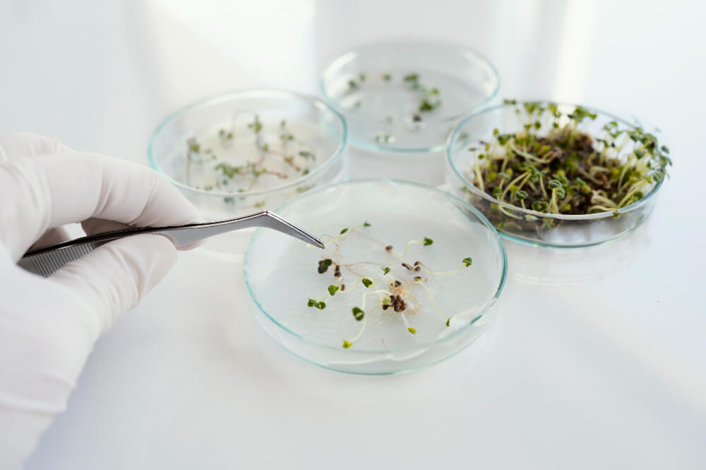 plantas bioindicadoras