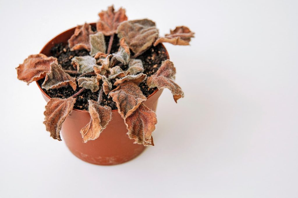 se me mueren las plantas