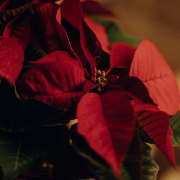 por qué hay que tener una flor de pascua en casa