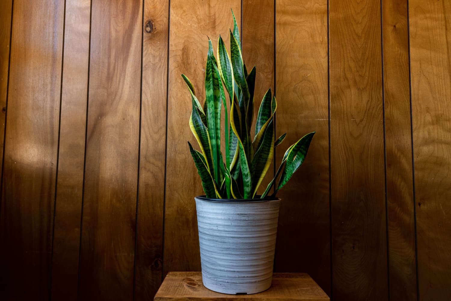 plantas ideales para parejas jóvenes