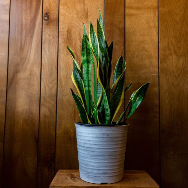 plantas ideales para parejas jóvenes