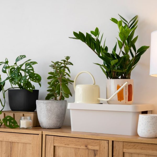 cómo colocar de forma idónea las plantas en casa