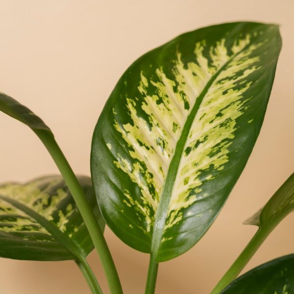 las cinco mejores plantas para inexpertos