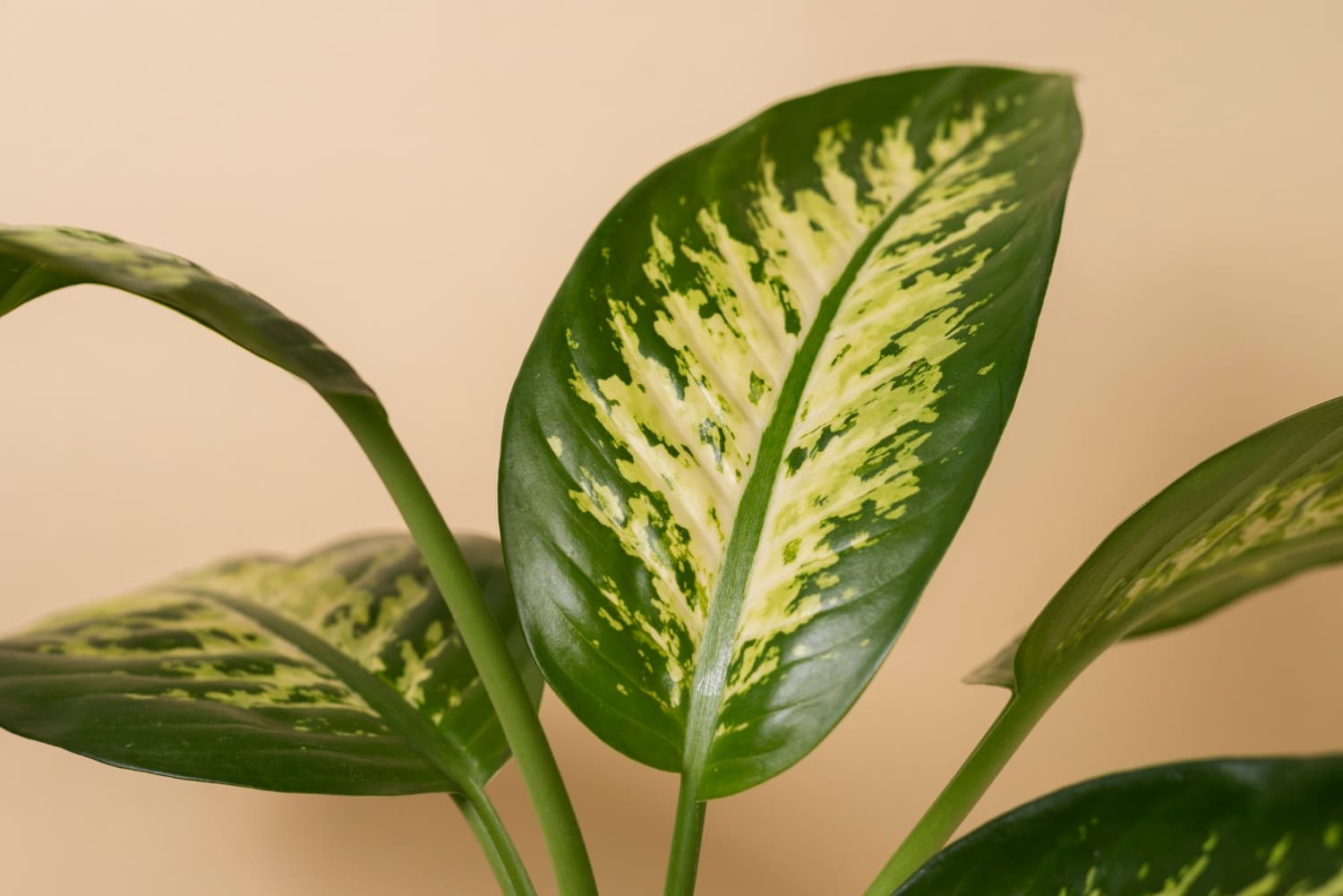 las cinco mejores plantas para inexpertos