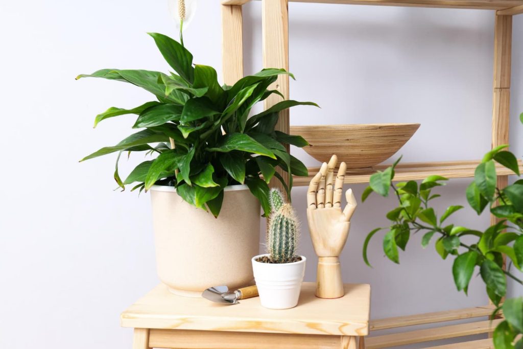 que aportan las plantas a nivel decorativo en casa