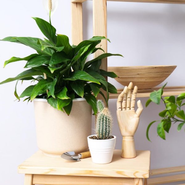 que aportan las plantas a nivel decorativo en casa