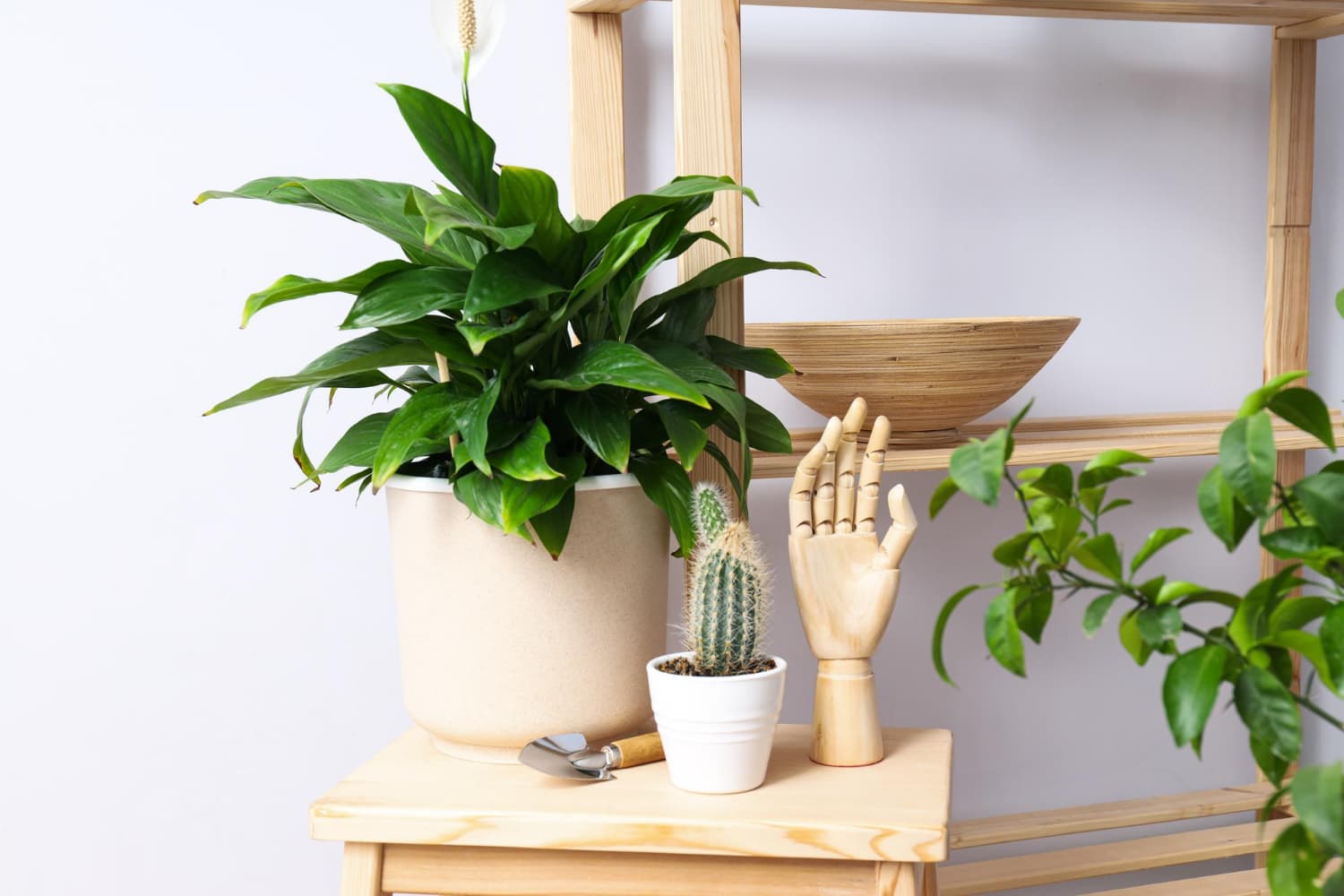 que aportan las plantas a nivel decorativo en casa