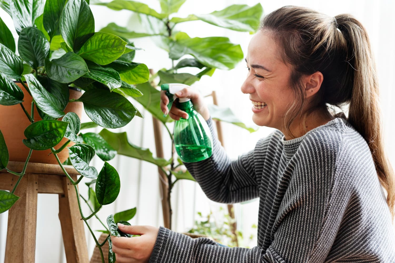 plantas pueden escuchar