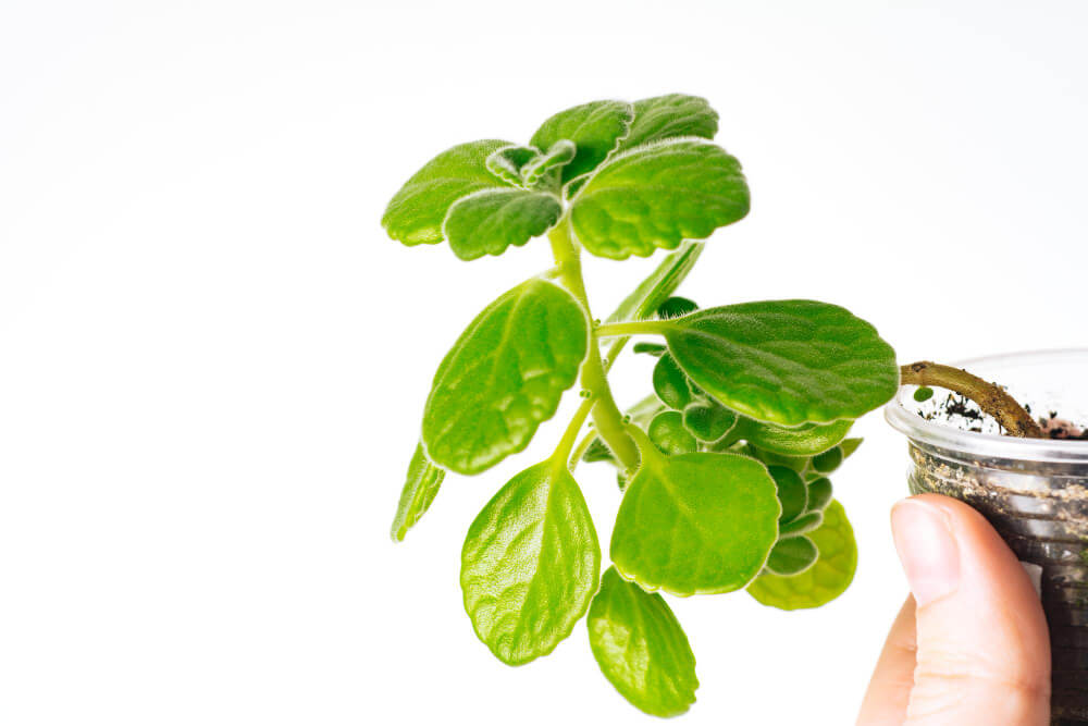 Planta del dinero