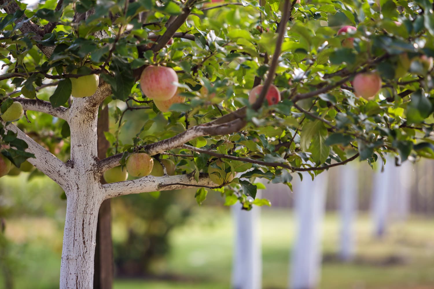 cuándo podar árboles frutales