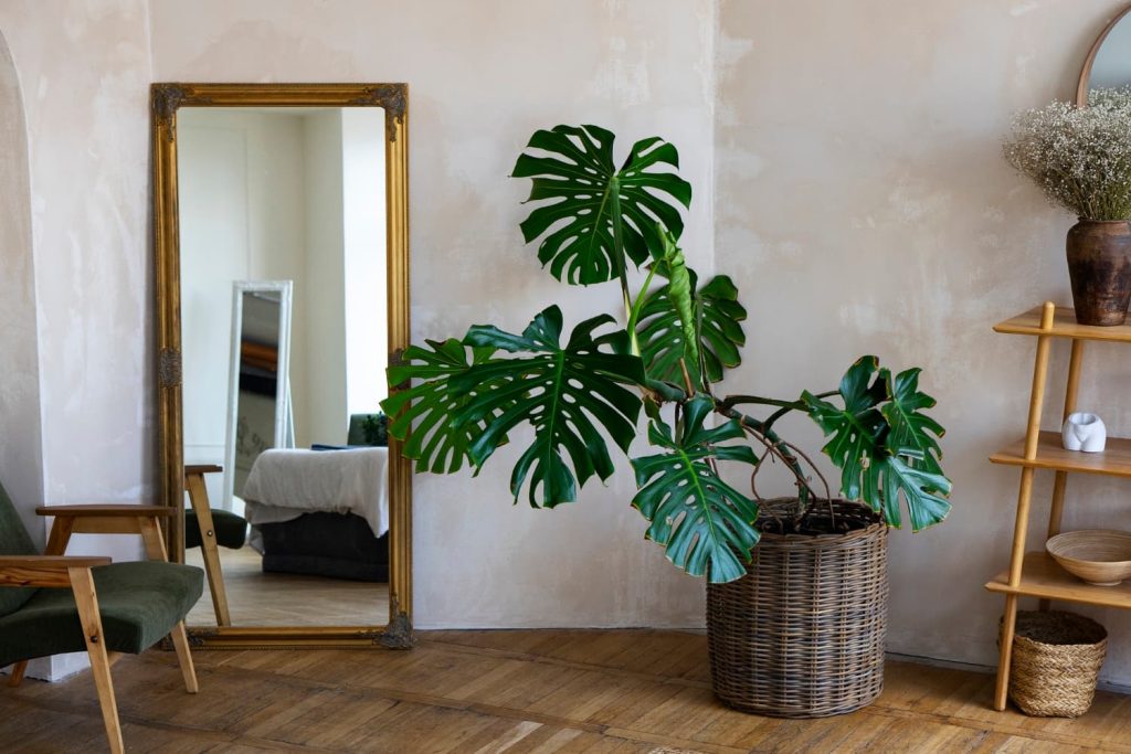 plantas grandes en casa