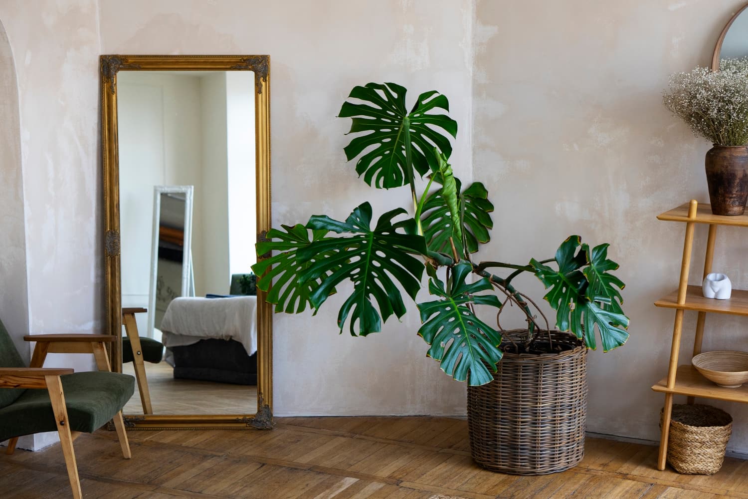 plantas grandes en casa